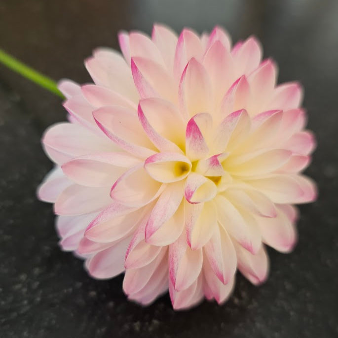 Valley Porcupine Dahlia