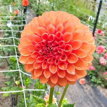 ウッドユーライクカンパニー 雪月花 100×100 チェリー Valley Rust Bucket Dahlia – Lucky Penny Flower Farm