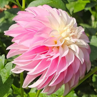 Verrone's DF Dahlia