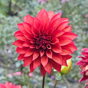 WB's Cecil Dahlia