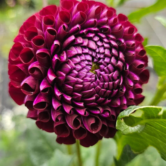 WB's MC Dahlia Tuber