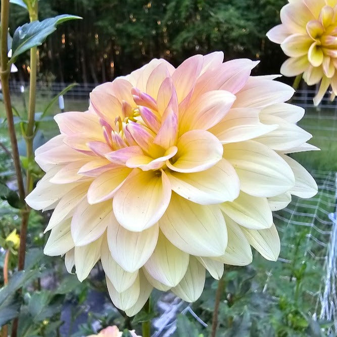 Wyn's New Pastel Dahlia