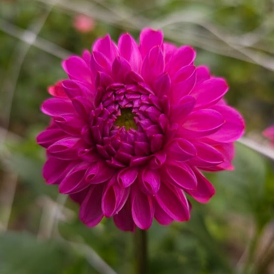 Caitlin's Joy Dahlia