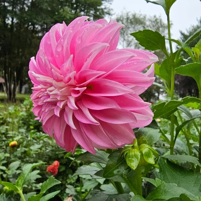 Dancin' Queen Dahlia