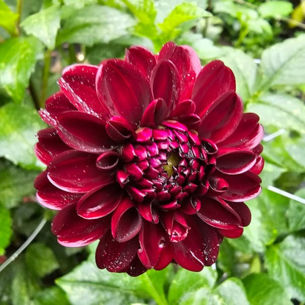 Dark Spirit Dahlia