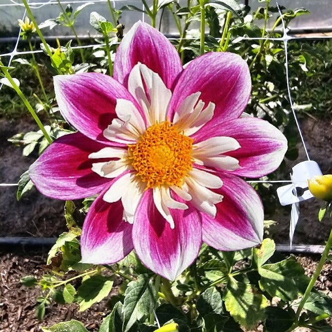 double dahlia seeds Double Trouble Dahlia