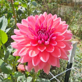 Dutch Pearl Tuber