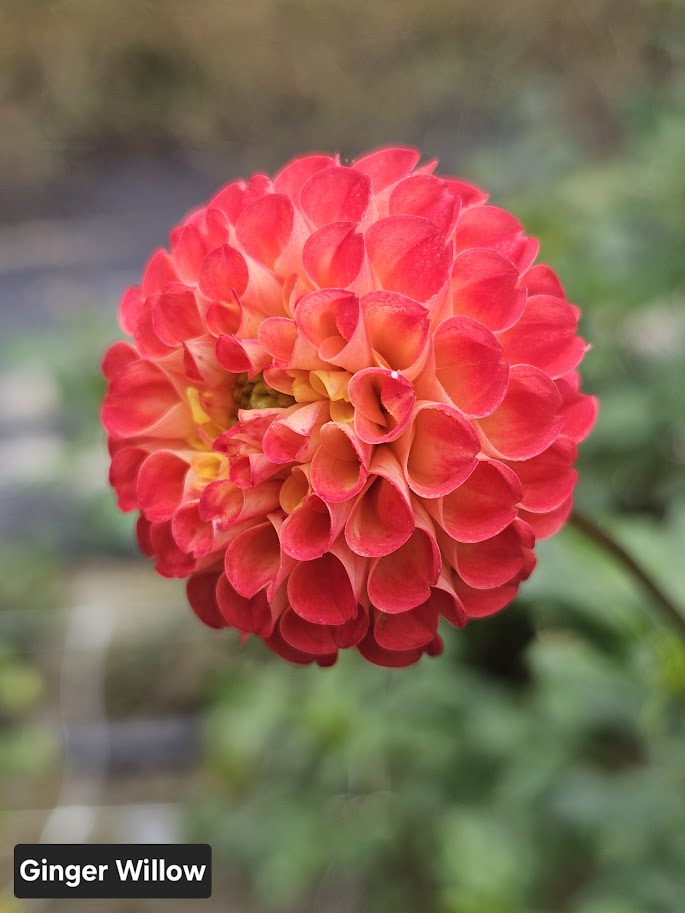 Ginger Willo Dahlia