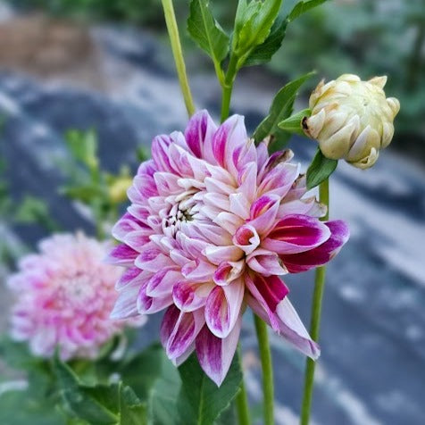 Hawaii Dahlia