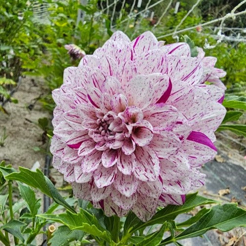 Hulin's Carnival Dahlia