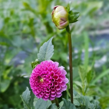 Koko Puff Dahlia