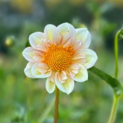 Mayberry's Peach Blossom Dahlia - LIMIT 1
