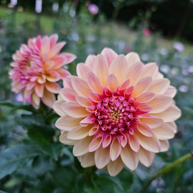 Miss Amara Dahlia
