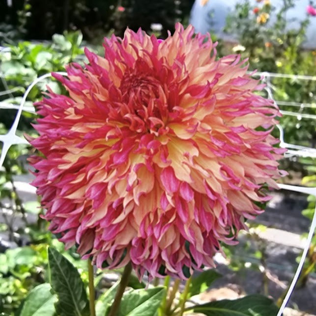 Myrtle's Folly Dahlia