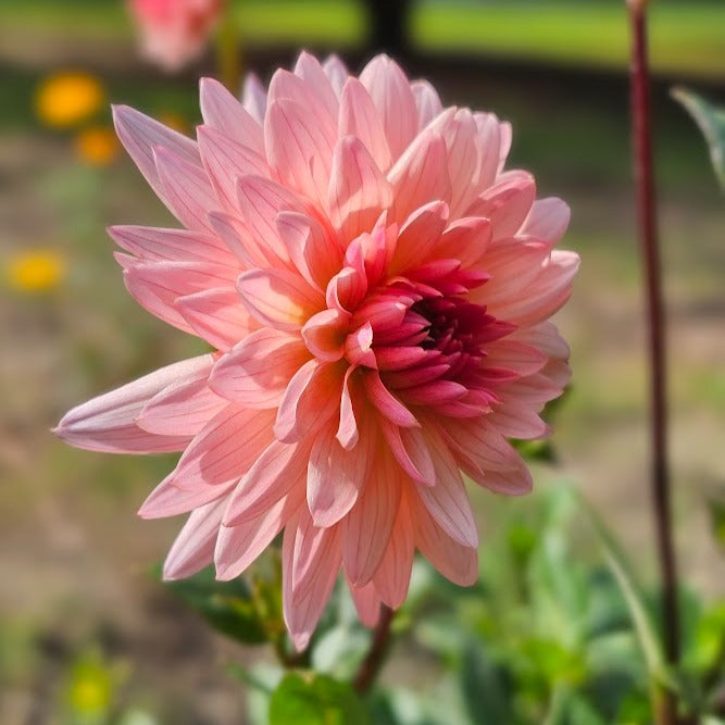 Preference Dahlia