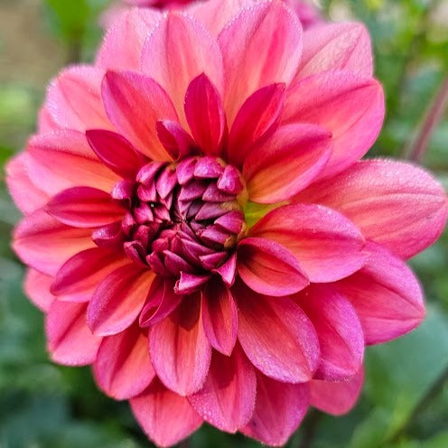 Salmon Runner Dahlia