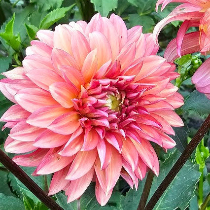 Sandia Ruthie Tuber