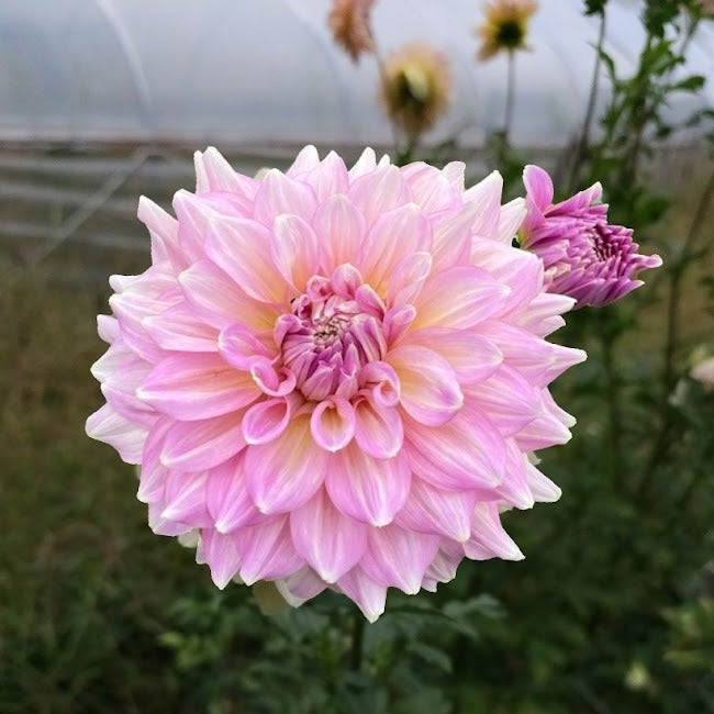 Strawberry Ice Dahlia