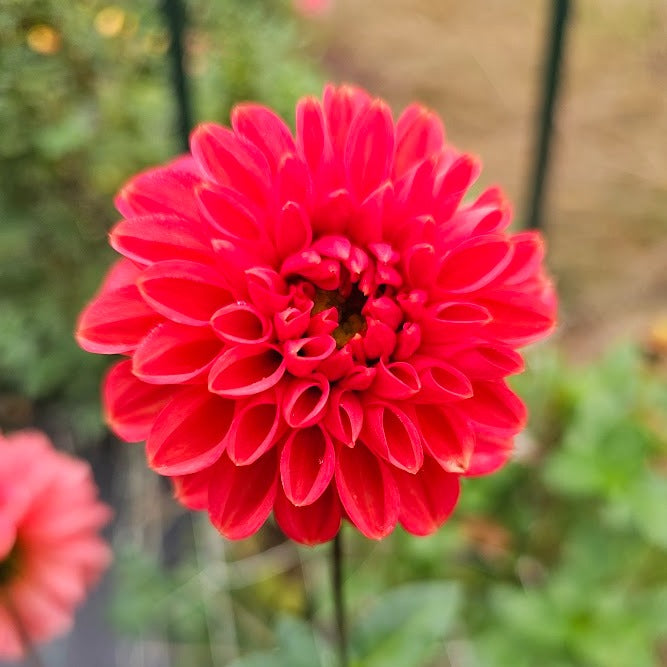 Tempest Dahlia