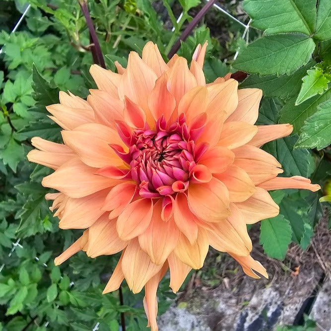 Terracotta Dahlia