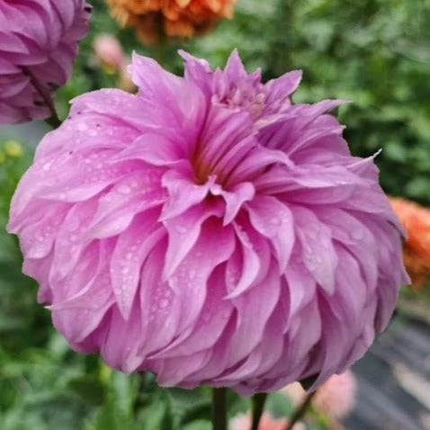 Vassio Meggos Dahlia