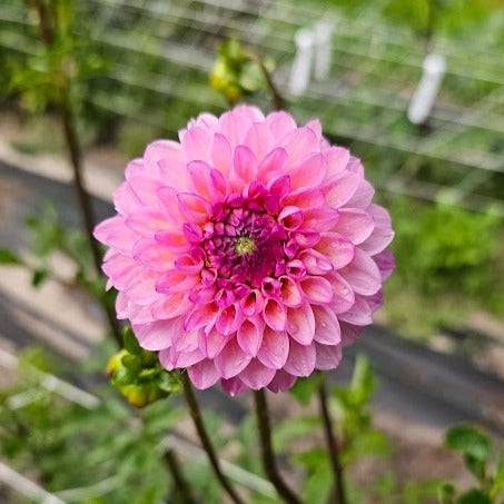Wine Eyed Jill Mix Dahlia