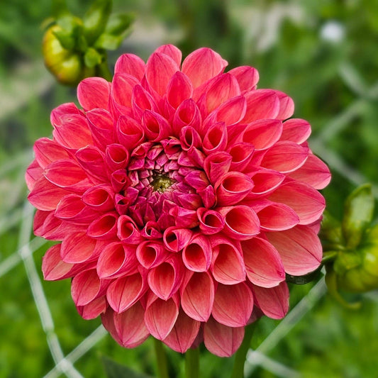 Robin Hood Dahlia