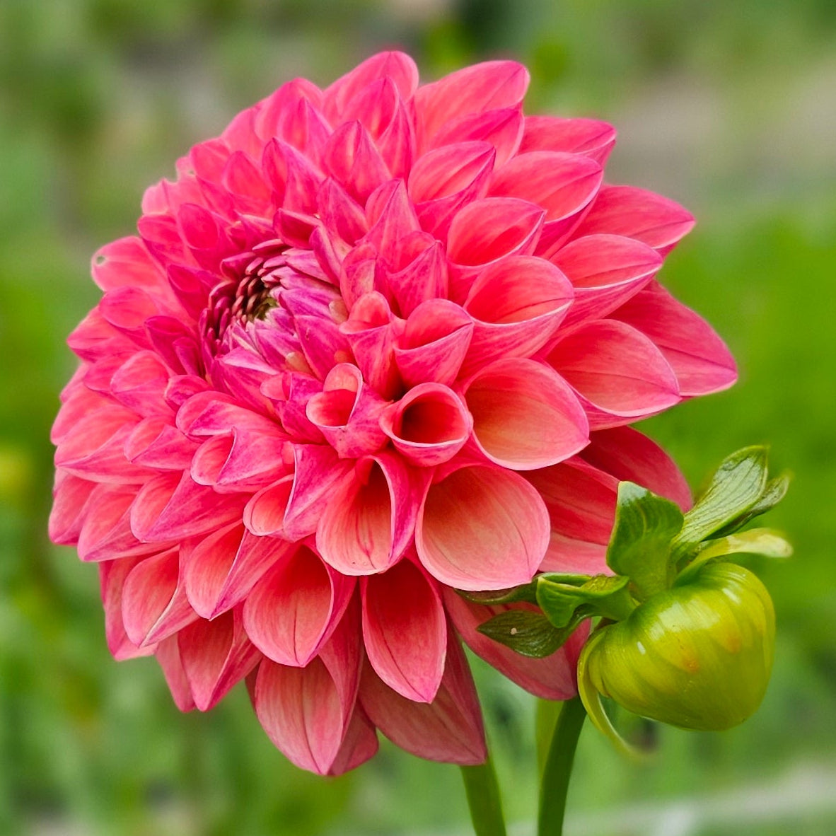 Robin Hood Dahlia