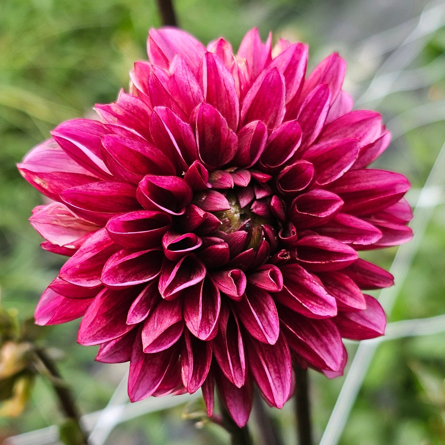 Senior's Hope Dahlia