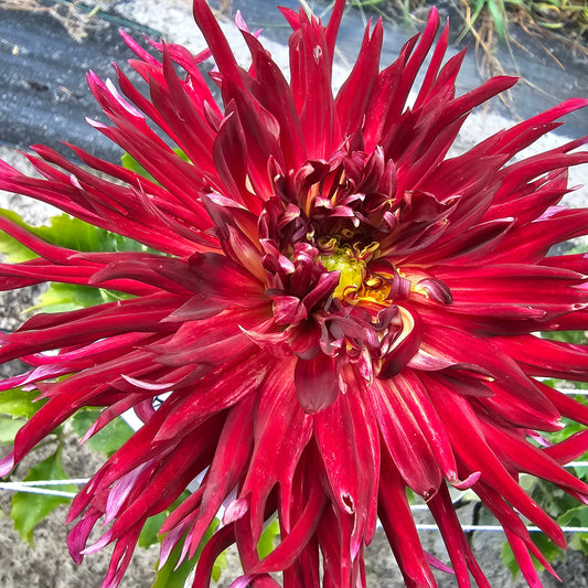 Selina Dahlia