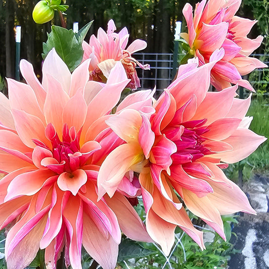 Labyrinth Dahlia