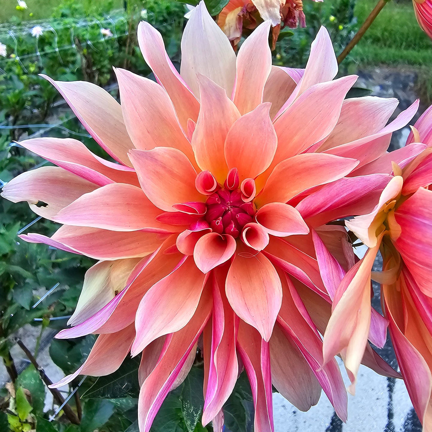 Labyrinth Dahlia