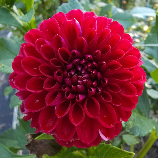Ken's Choice Dahlia