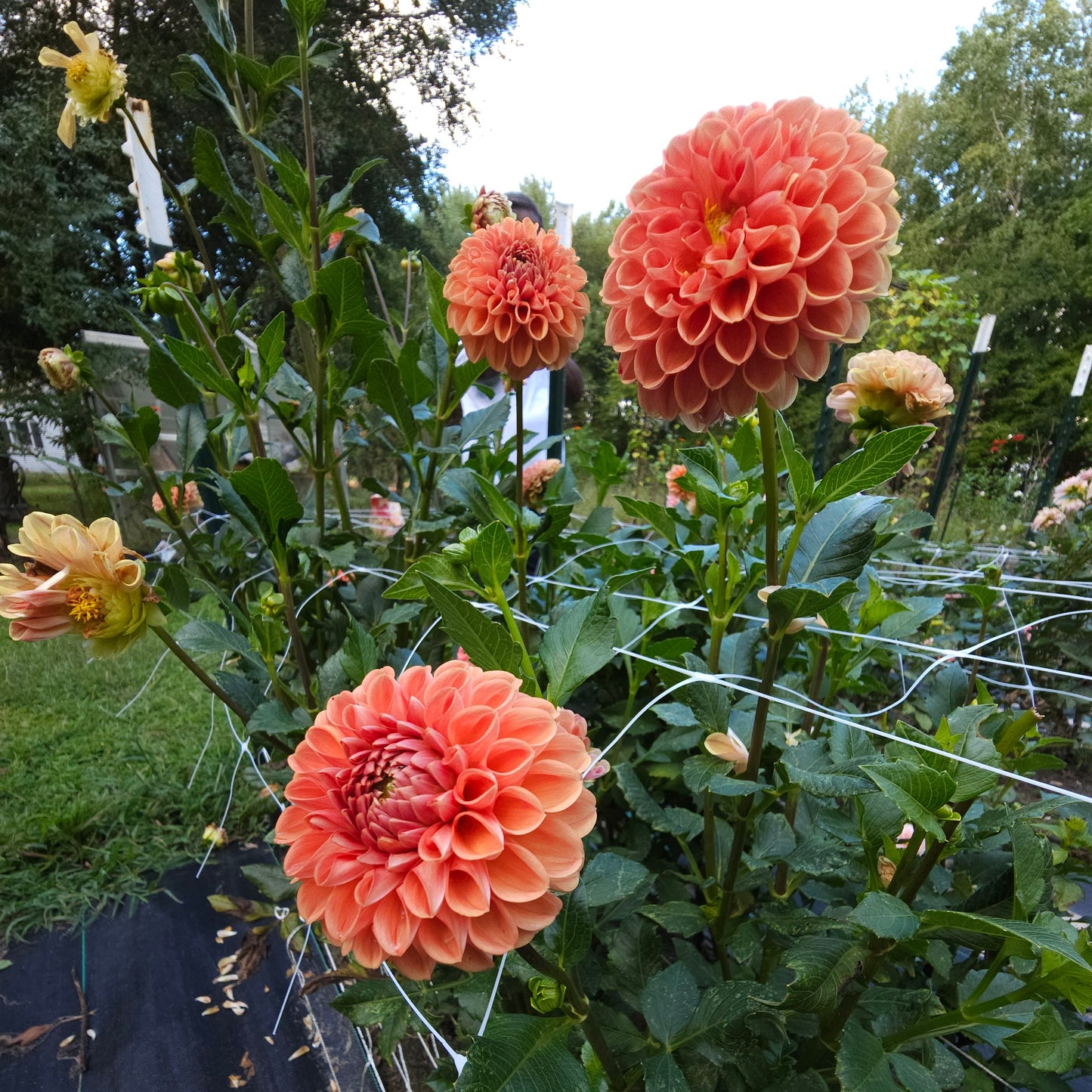 Cornel Bronze Dahlia