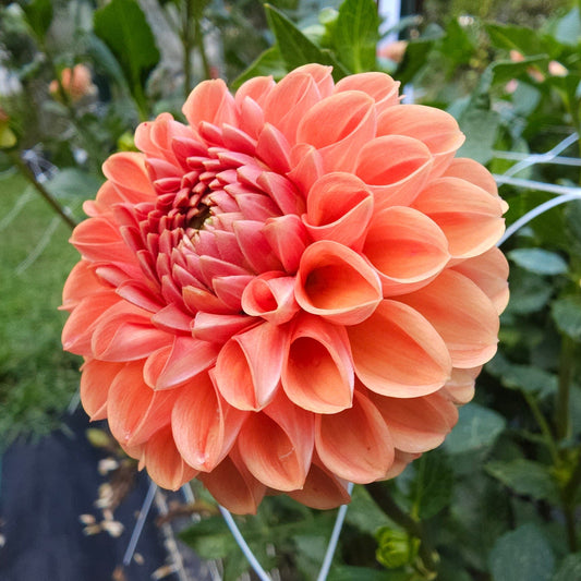 Cornel Bronze Dahlia