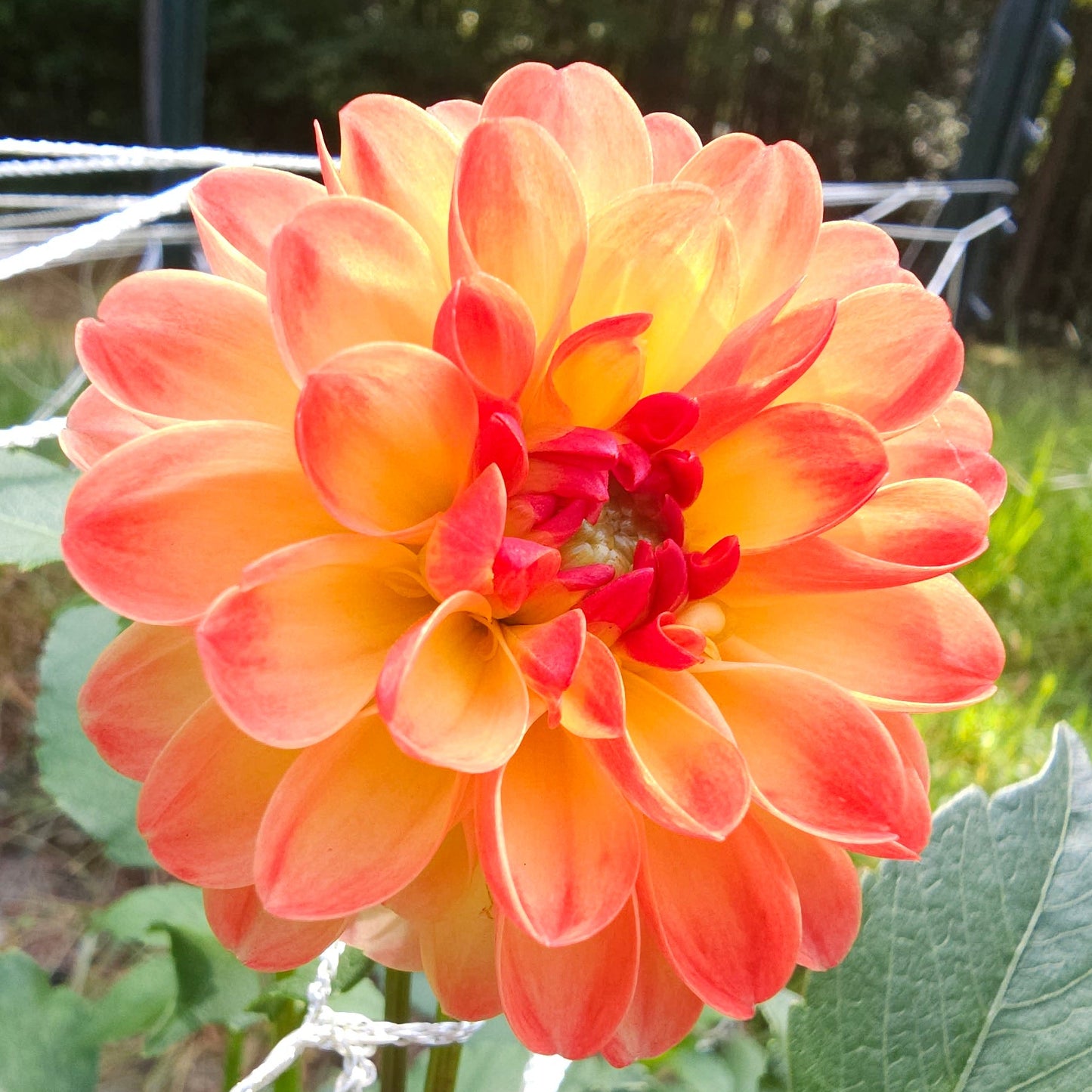 Jowey Chantal Dahlia