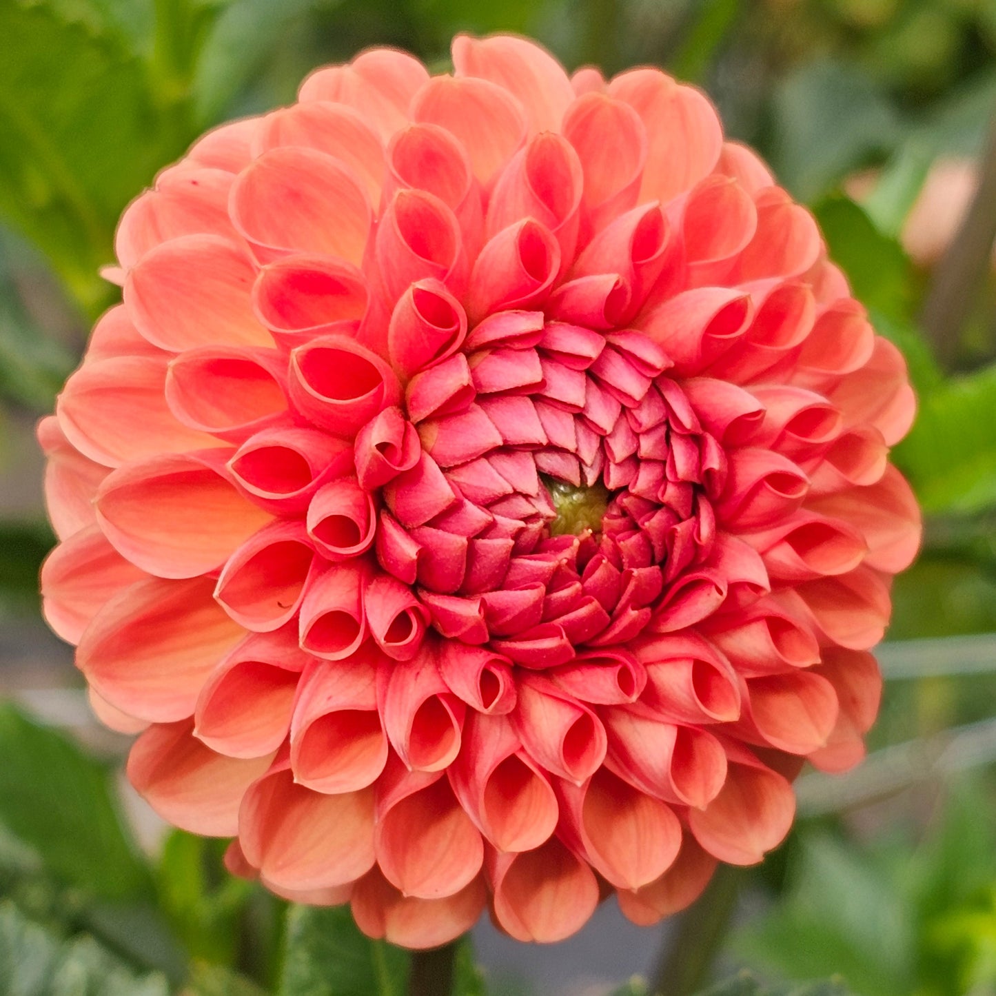 Cornel Bronze Dahlia