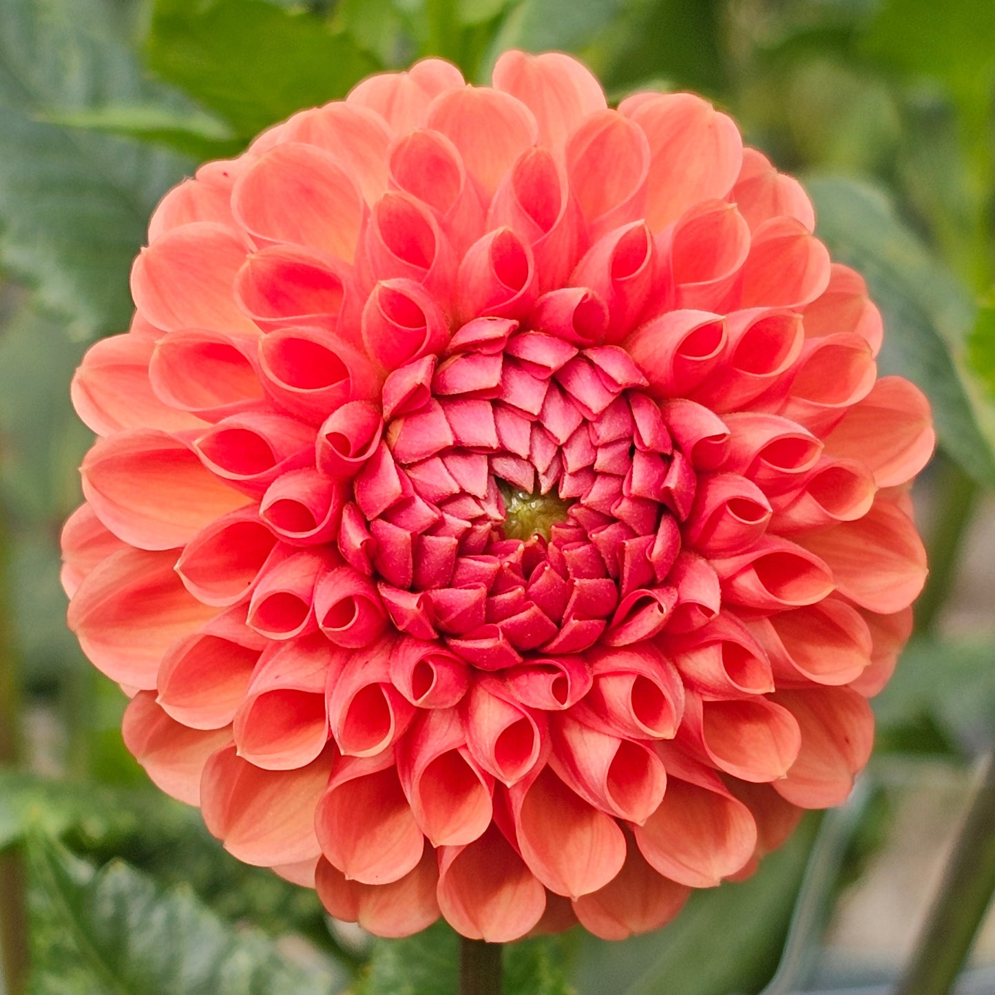 Cornel Bronze Dahlia