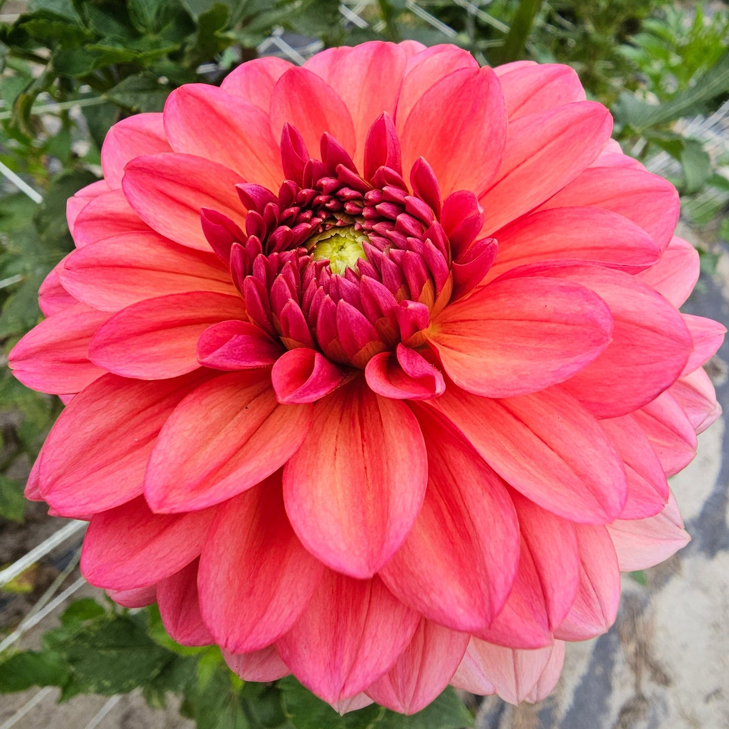 Salmon Runner Dahlia