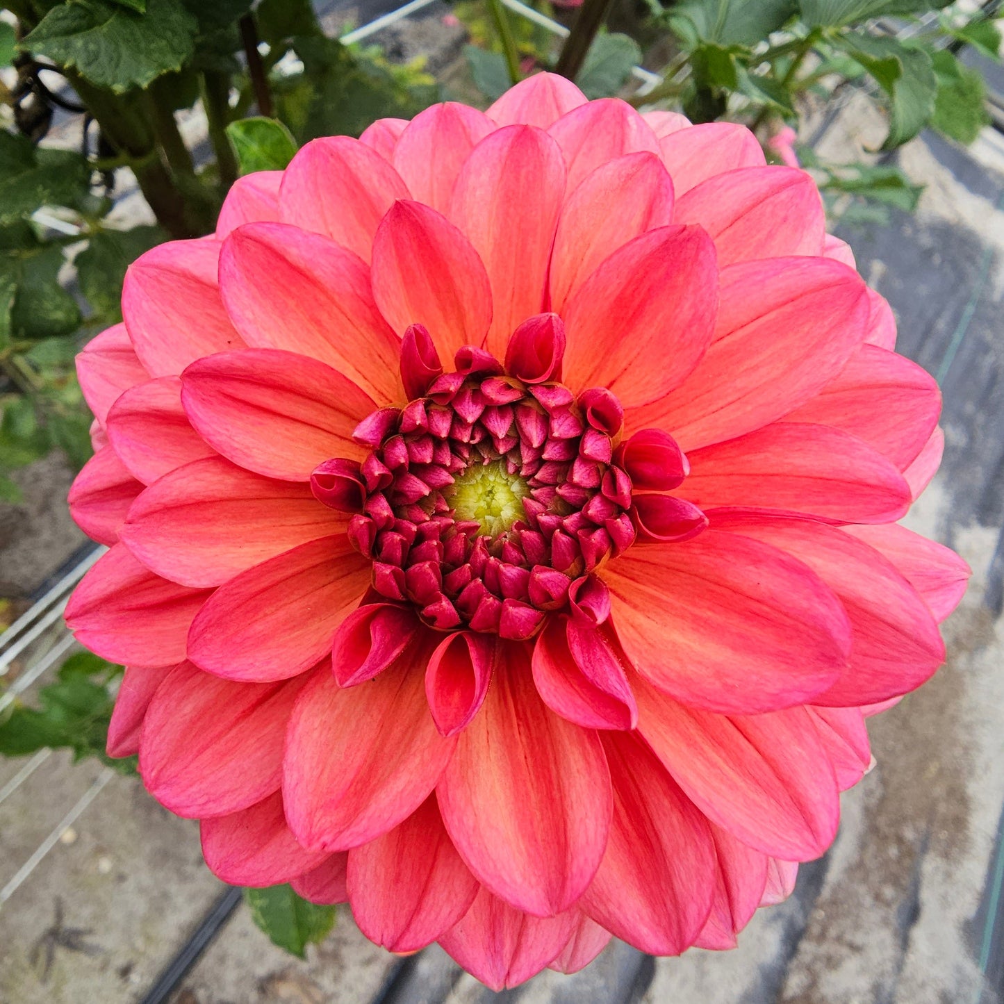 Salmon Runner Dahlia