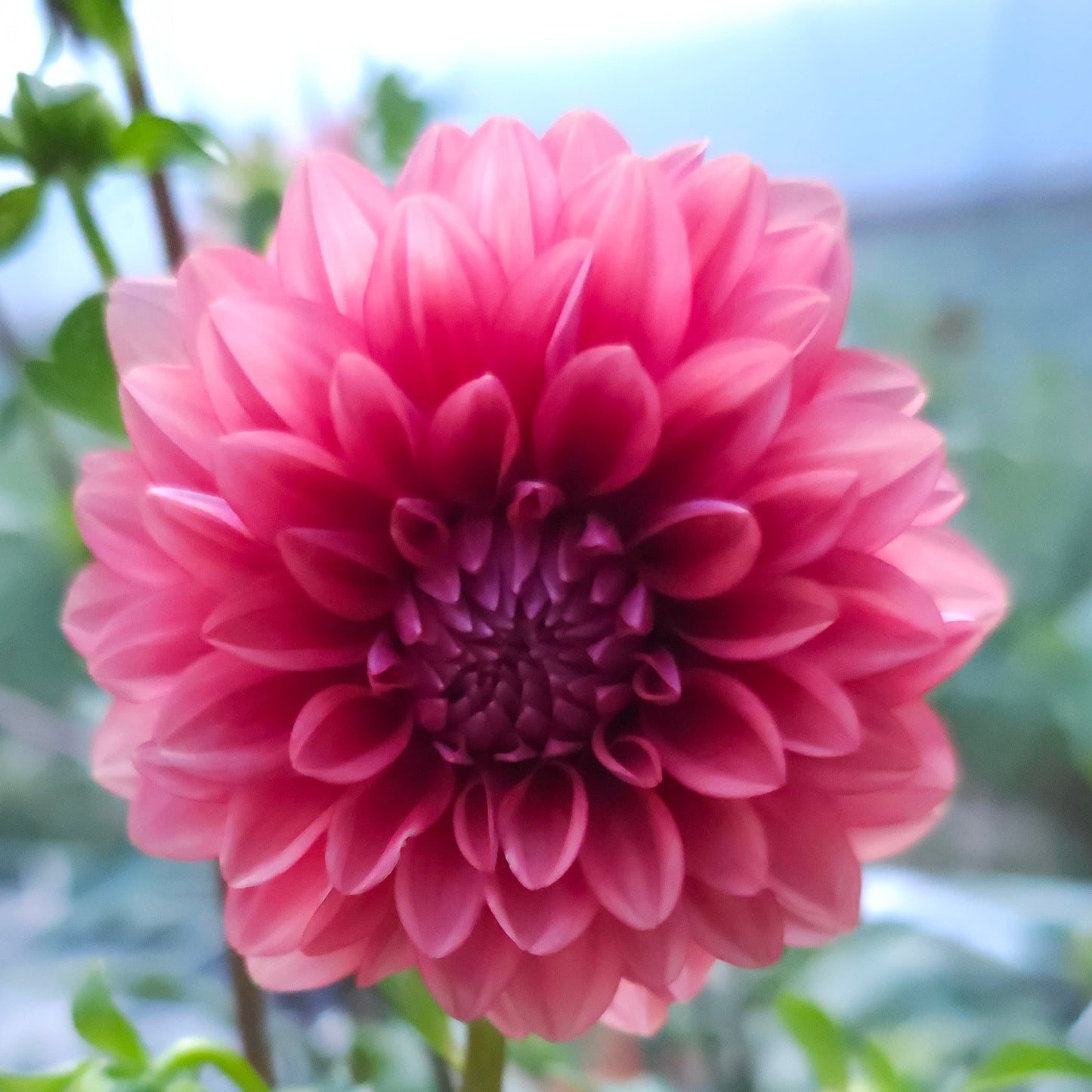 Mystique Dahlia