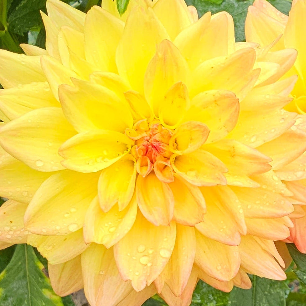 Candlelight Dahlia