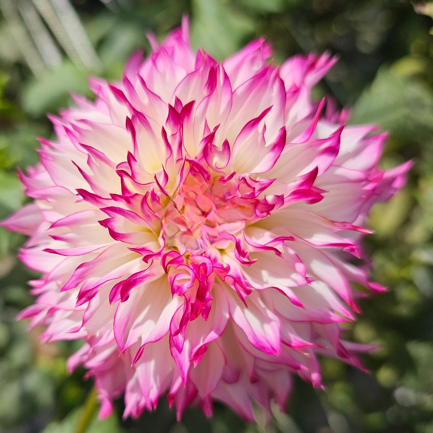 Pinelands Princess Dahlia