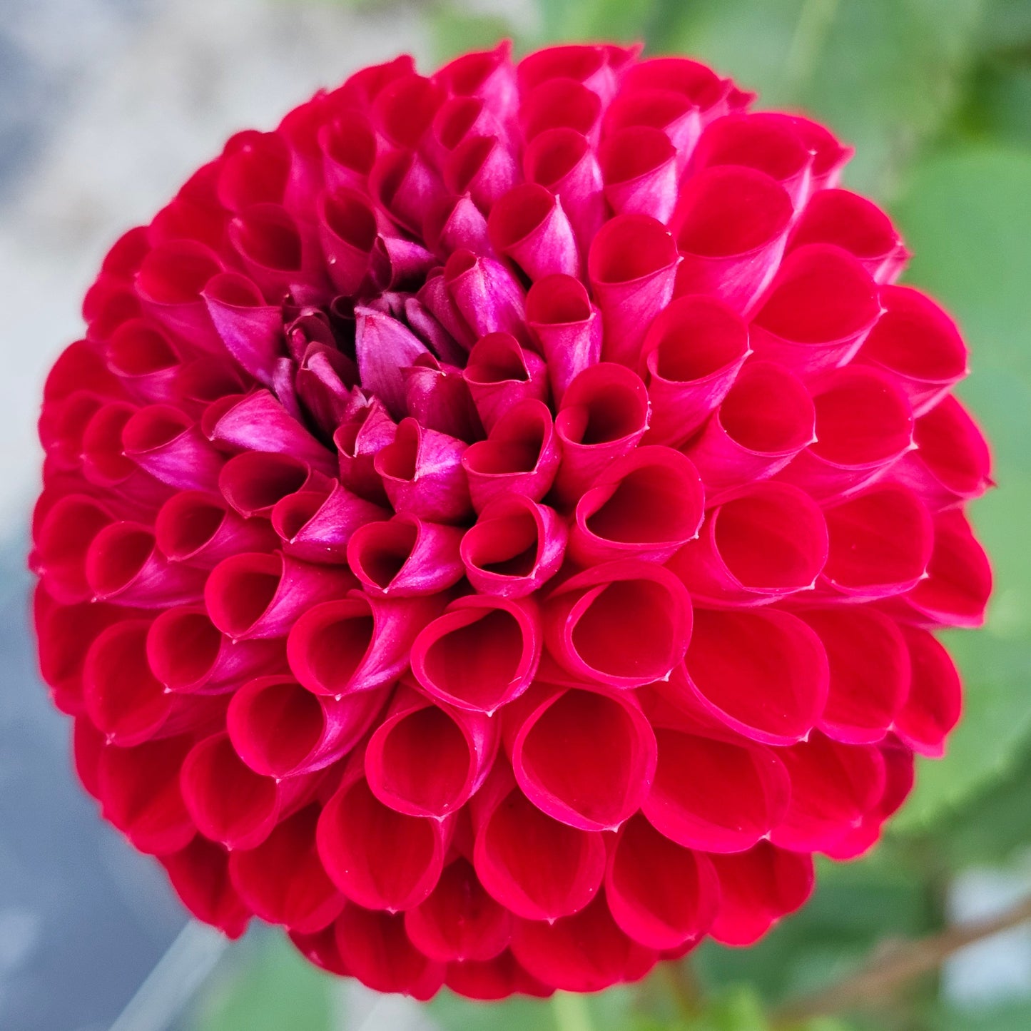 Ken's Choice Dahlia
