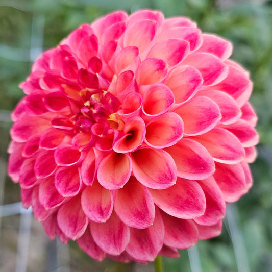 Snoho Doris Dahlia