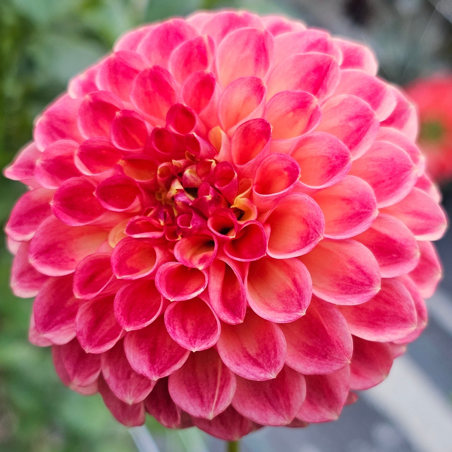 Snoho Doris Dahlia
