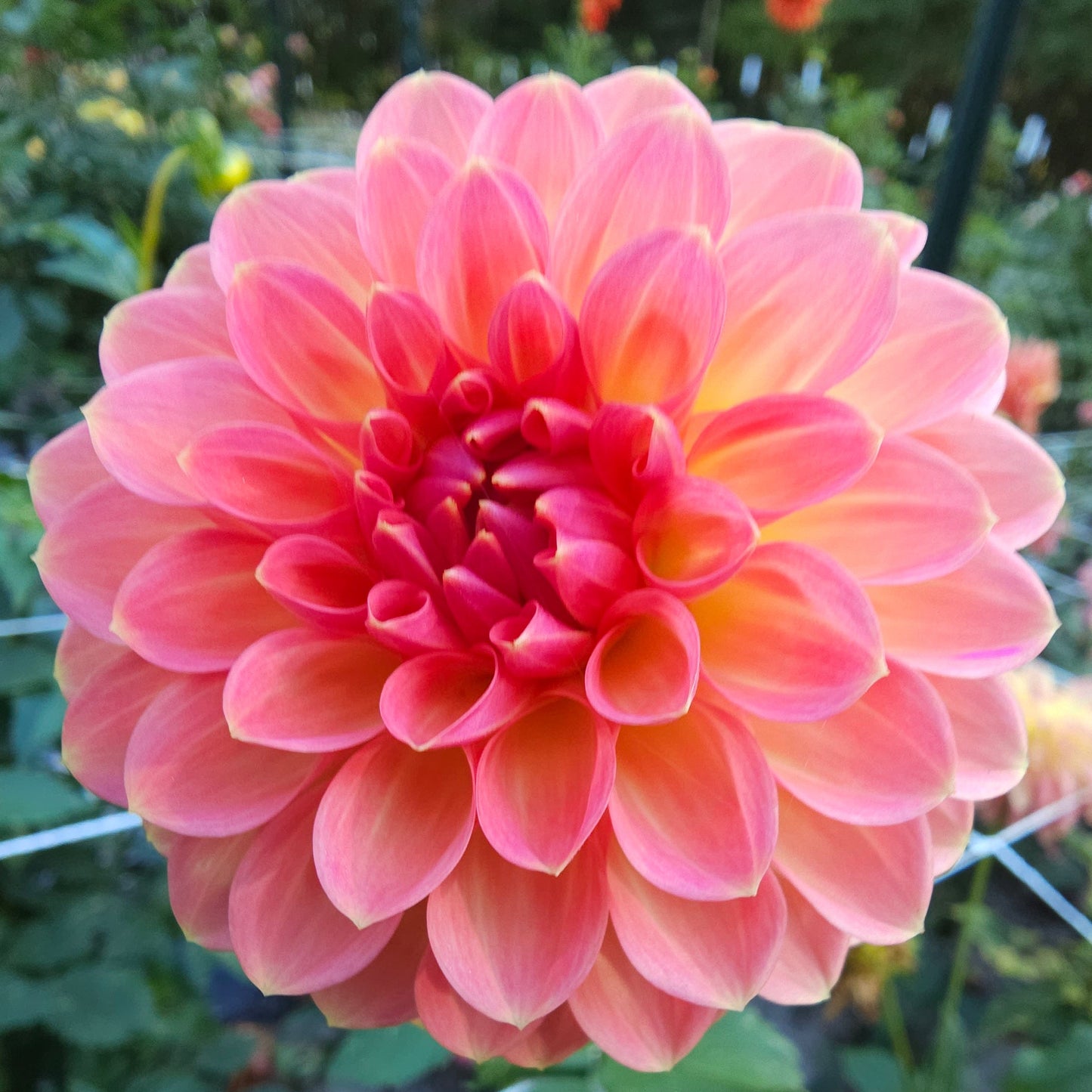 Hillcrest Suffusion Dahlia