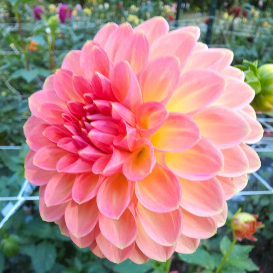 Hillcrest Suffusion Dahlia