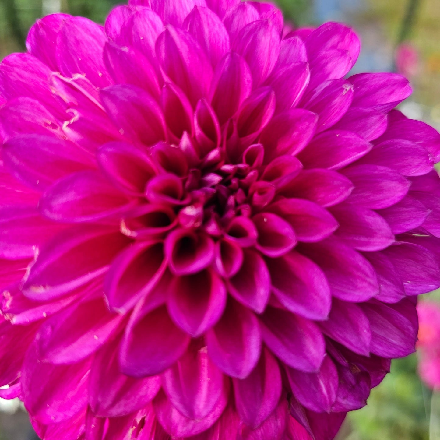 Camano Phantom Dahlia