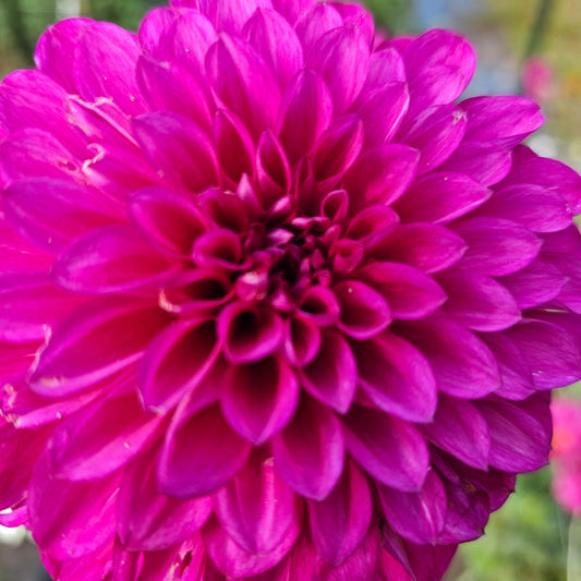 Camano Phantom Dahlia